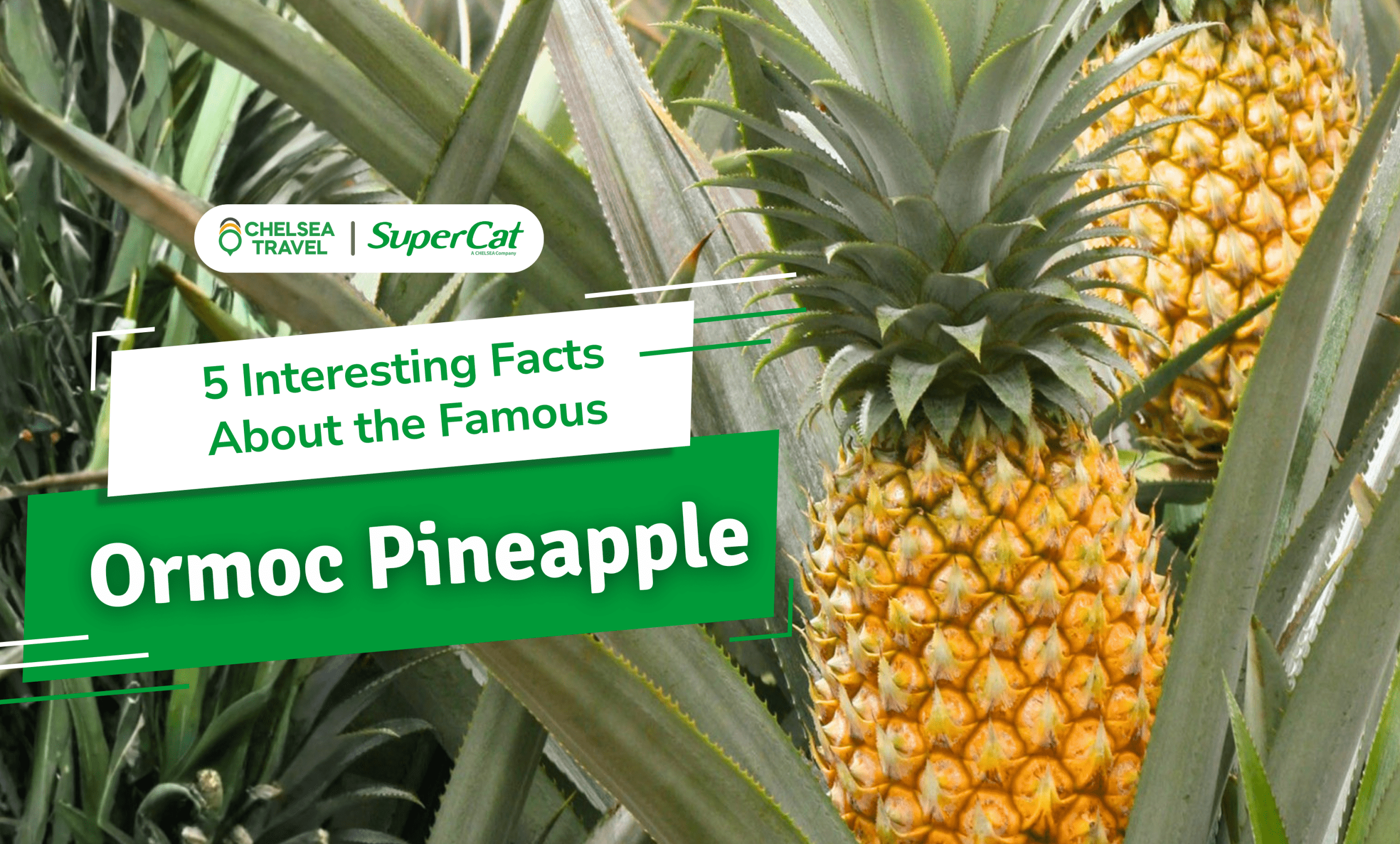 5 Interesting Facts About the Famous Ormoc Pineapple